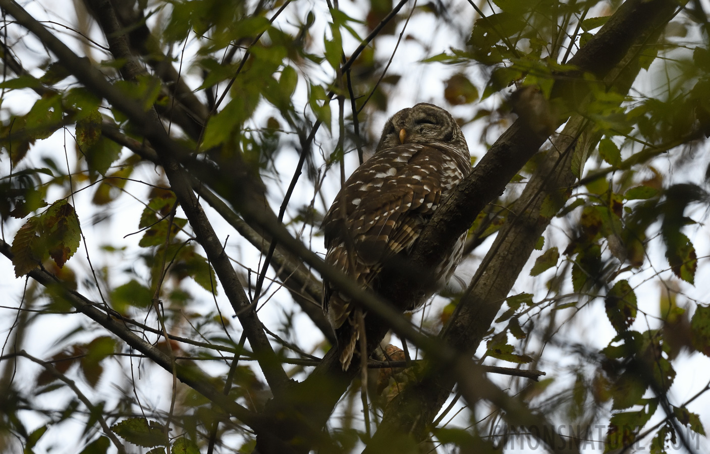 Strix varia varia [400 mm, 1/1000 Sek. bei f / 7.1, ISO 2000]